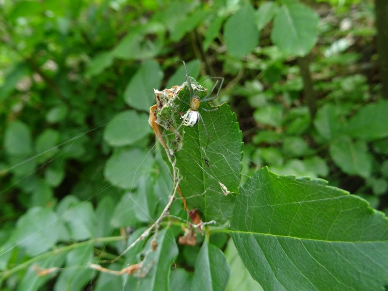 Neriene emphana - Garniga (TN)